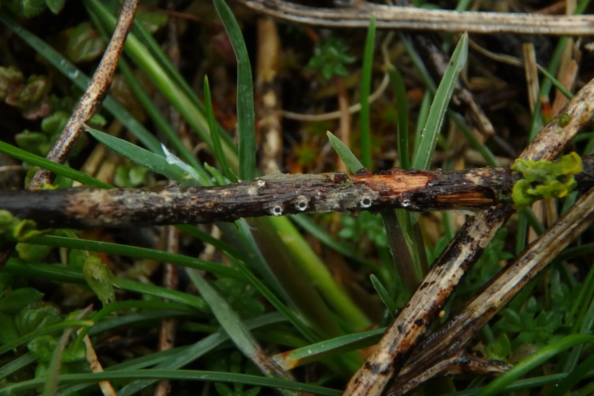 Schizoxylon alboatrum - 1